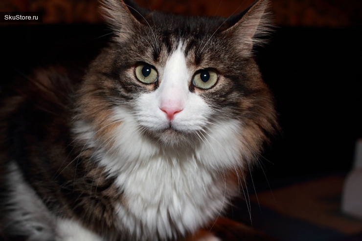 Фотография кота внешней вспышкой с софтбоксом Pixco