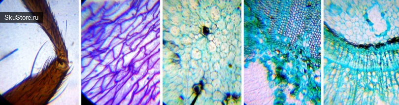 Микроскоп LEVENHUK LabZZ M101 Lime