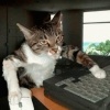 Madcat